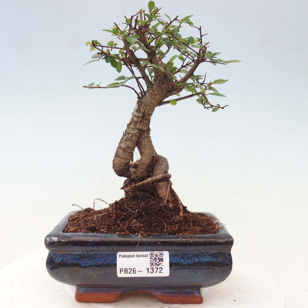Izbový bonsaj - Ulmus parvifolia - brest malolistý