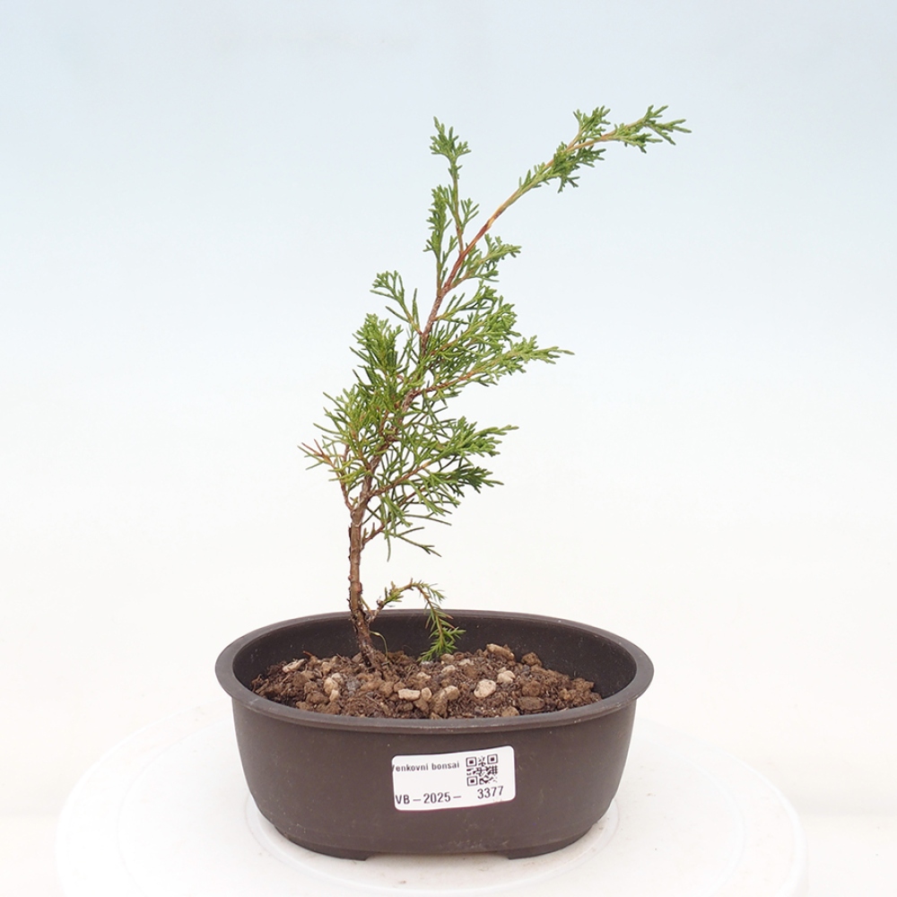 Vonkajší bonsai - Juniperus chinensis Itoigawa -Jalovec čínsky