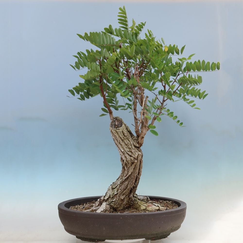 Vonkajší bonsai – trnovník akát – Robinia pseudoacacia