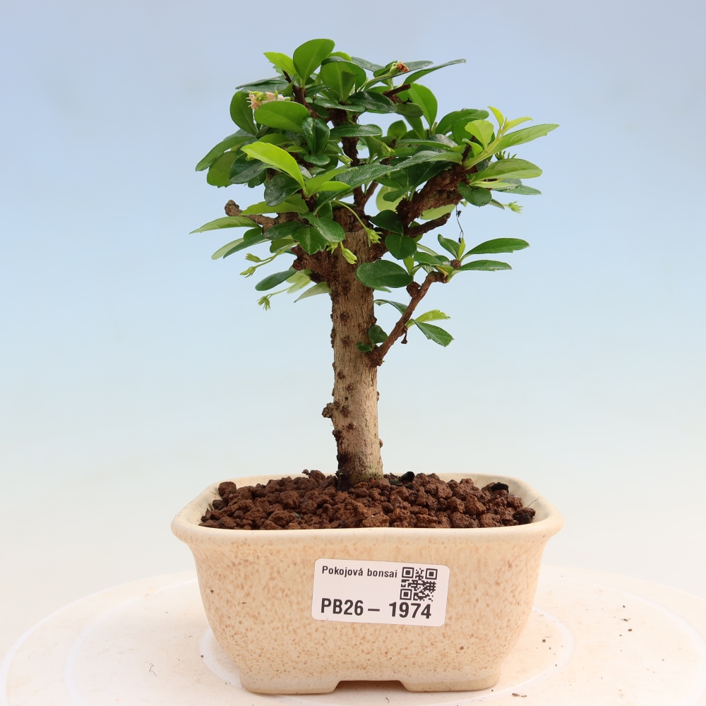 Izbové bonsaje - Carmona macrophylla - Tea fuki