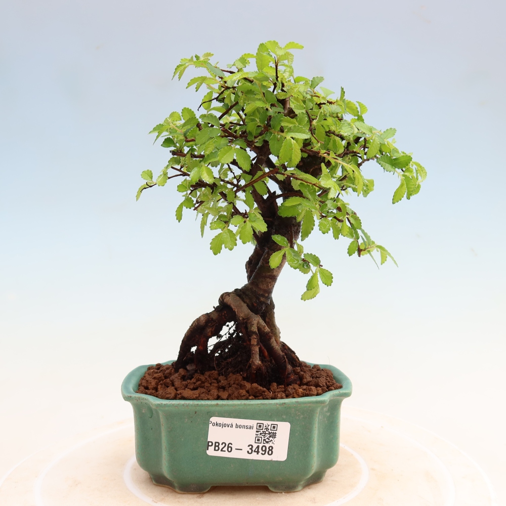 Izbový bonsaj - Ulmus parvifolia - brest malolistý