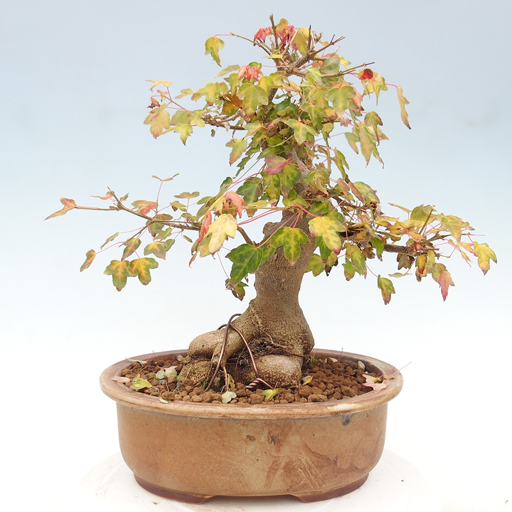 Vonkajšie bonsai - Javor Buergerianum - Javor Burgerův