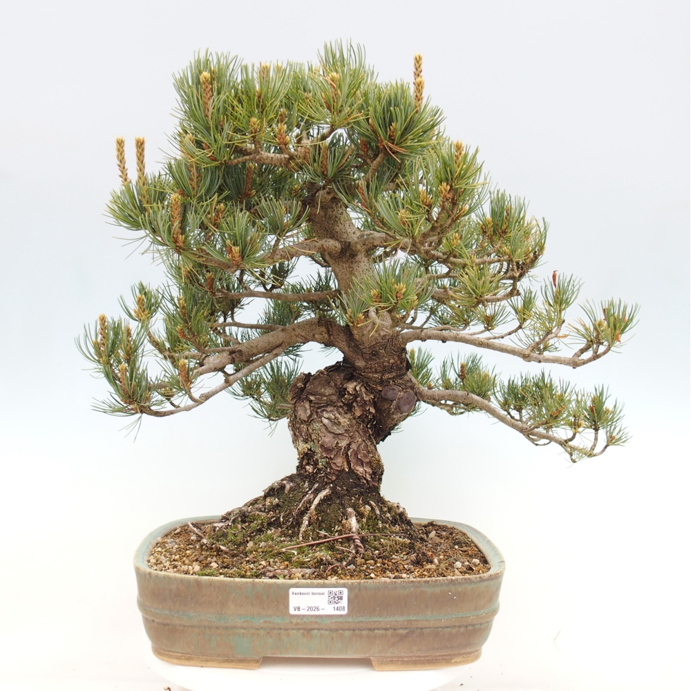 Vonkajšie bonsaje - Pinus parviflora - Pinus parviflora