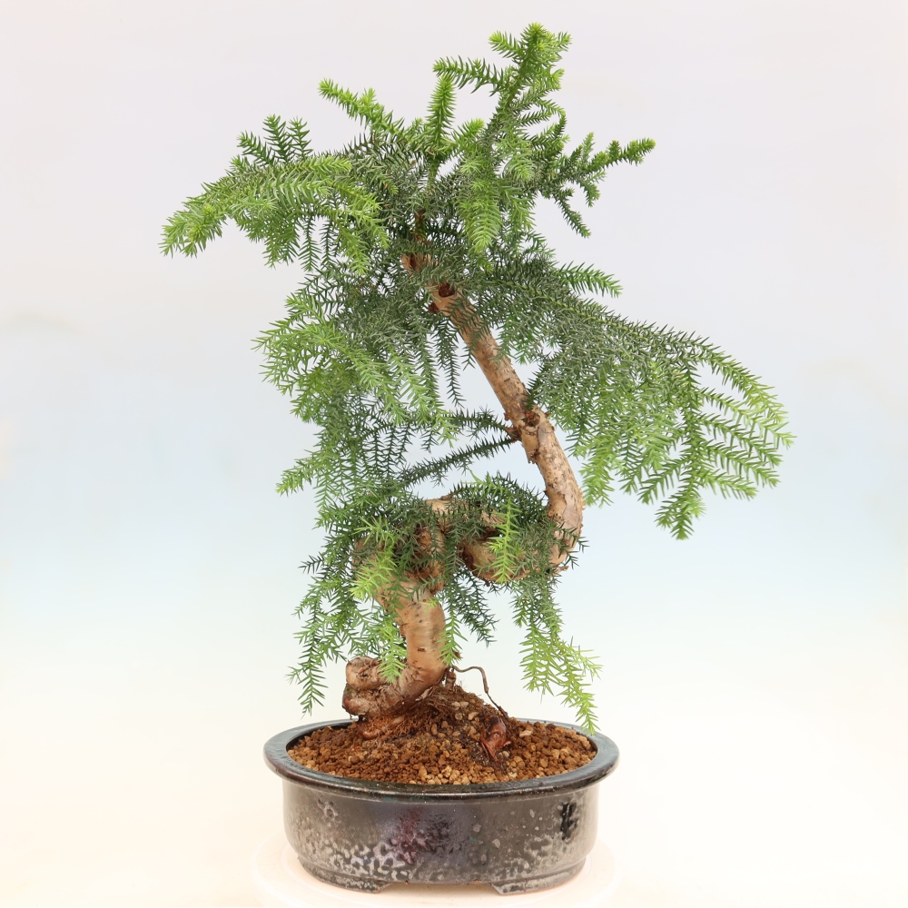 Izba bonsai – Araukária – izba smreček