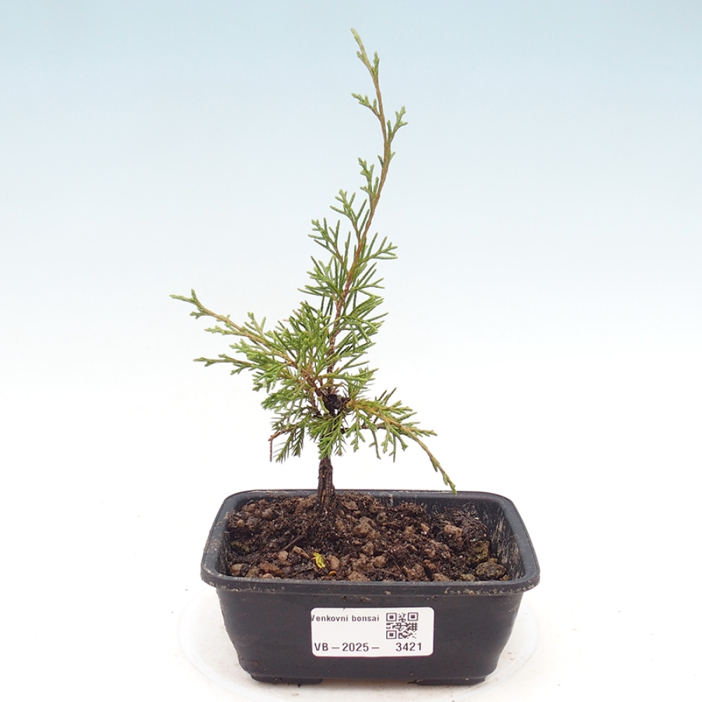 Vonkajší bonsaj - Juniperus chinensis Itoigawa