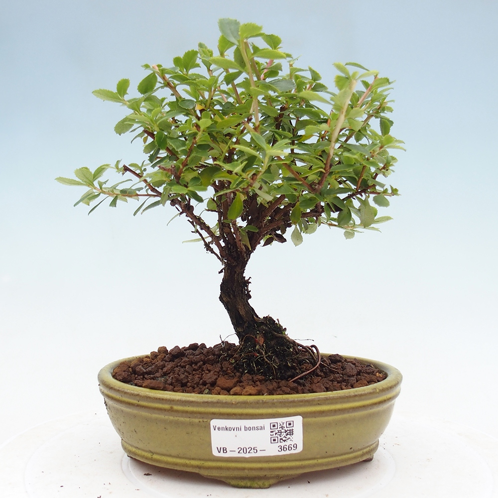 Vonkajší bonsai - Escallonia 'Dart's Rosy Red' - Zábluda