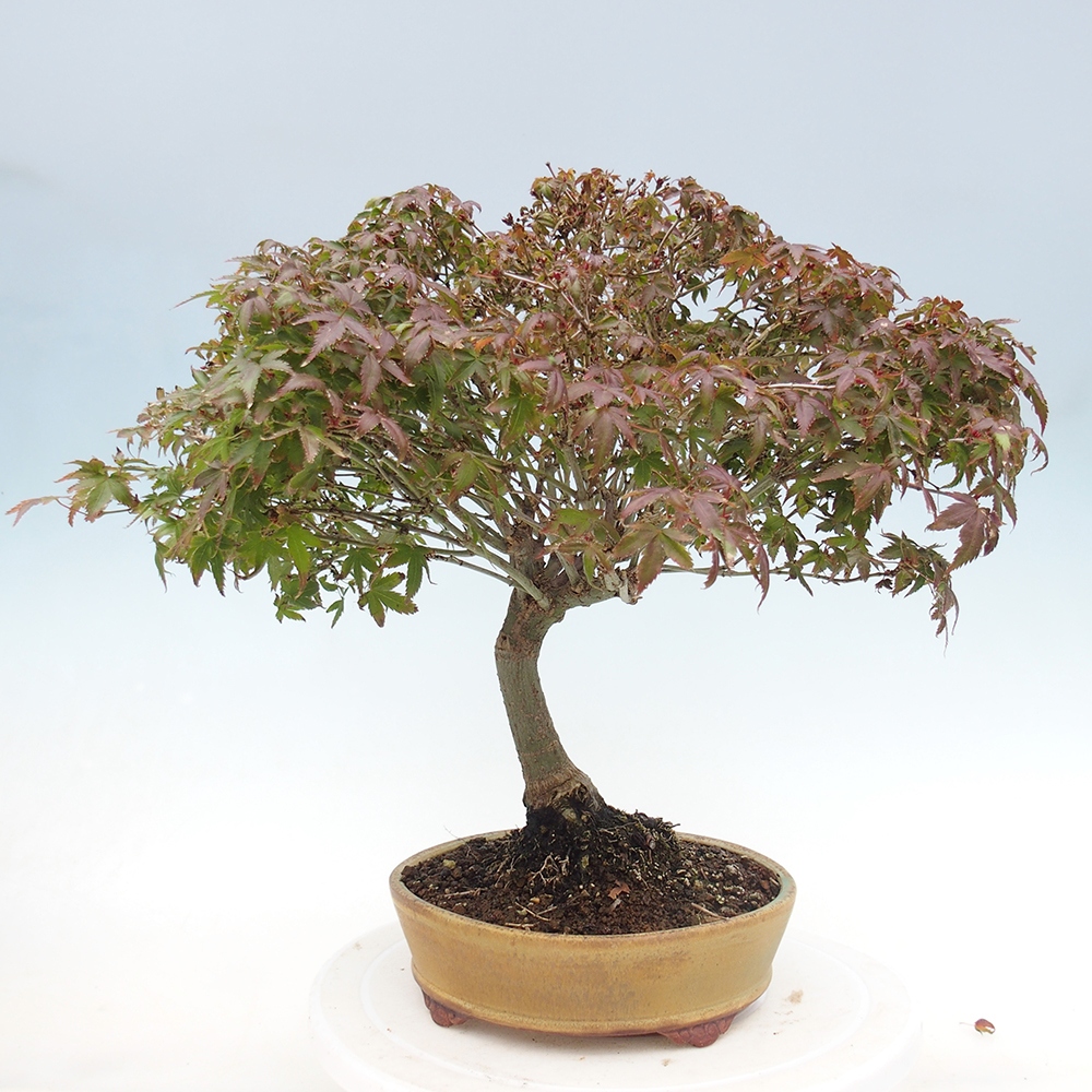 Acer palmatum KIOHIME - Javor palmetový