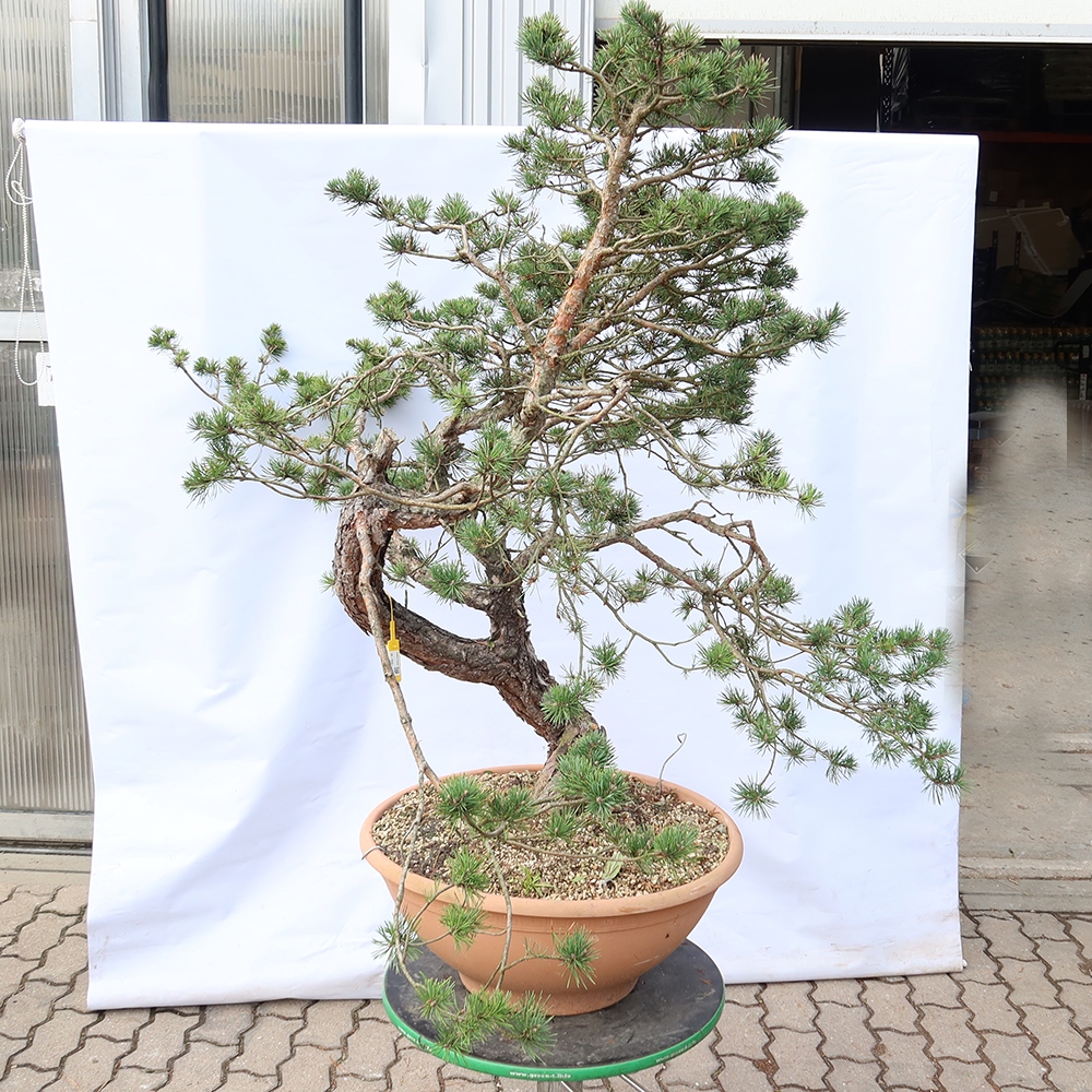 Pinus sylvestris Španielsko – borovica lesná