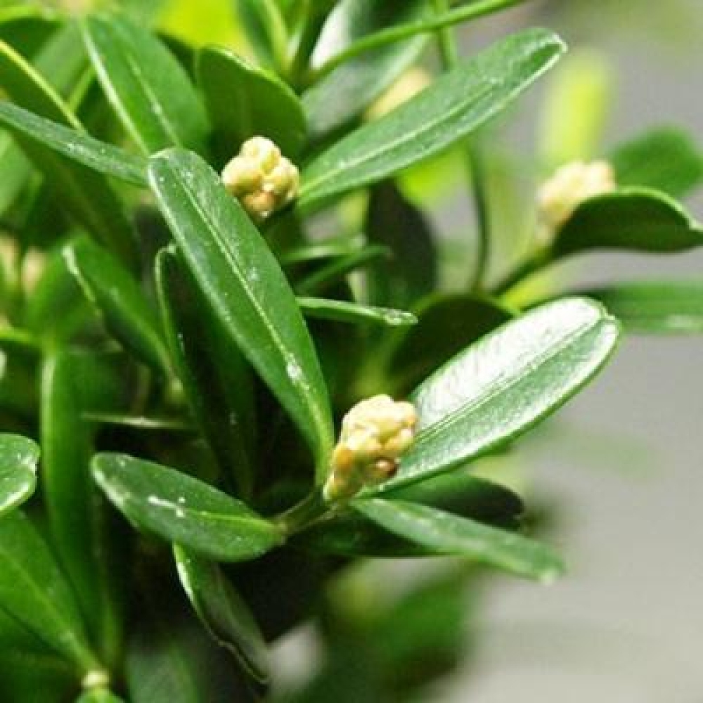 Izbové bonsaje - Buxus harlandii - korkový buxus