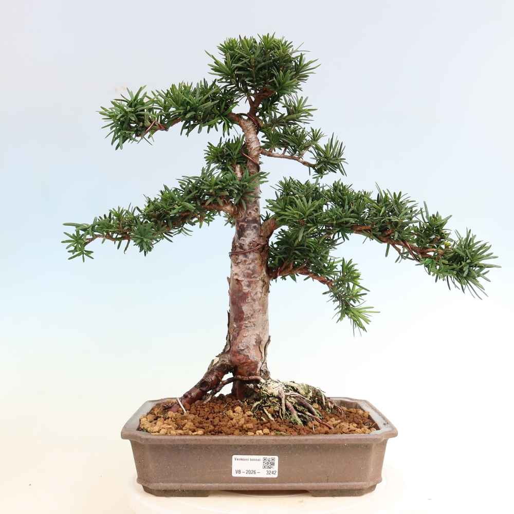 Vonkajší bonsai – Taxus cuspidata – japonský tisu