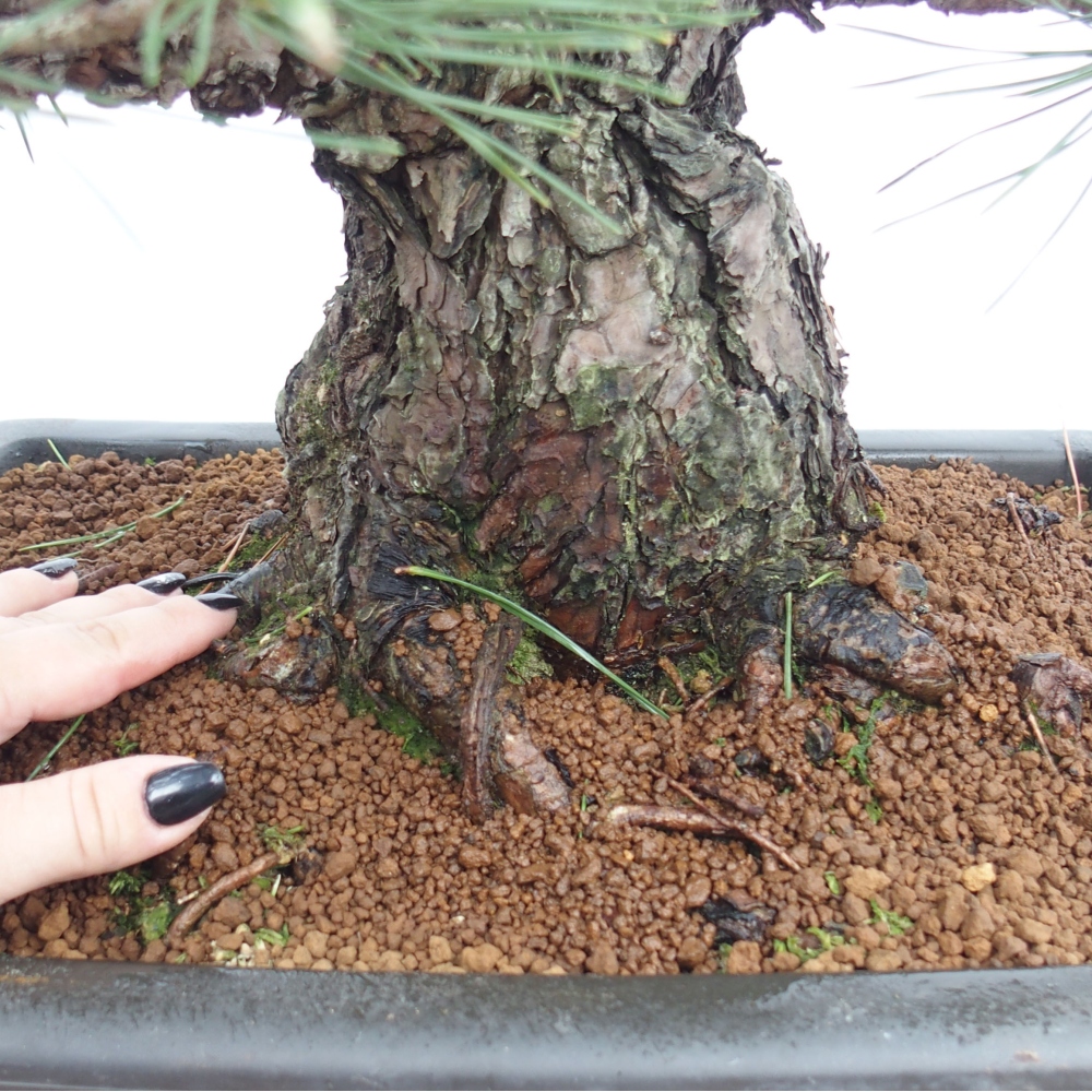 Vonkajšie bonsai - Pinus thunbergii - Borovica thunbergova