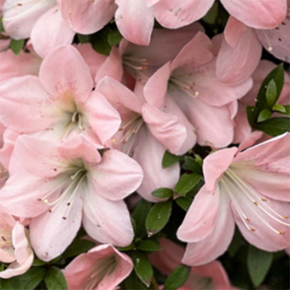 Vonkajšie bonsaje - Japonské azalky - Azalea Jukokan