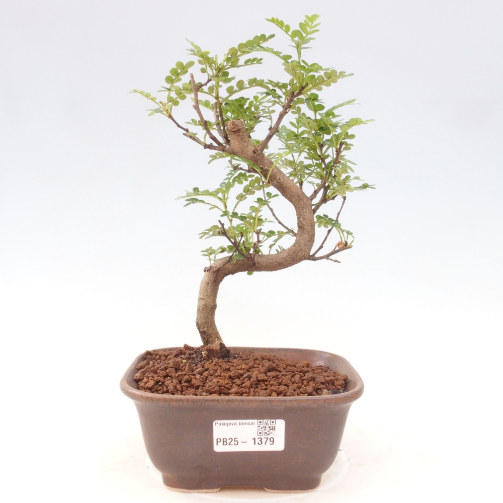 Izbová bonsai - Zantoxylum piperitum - piepor