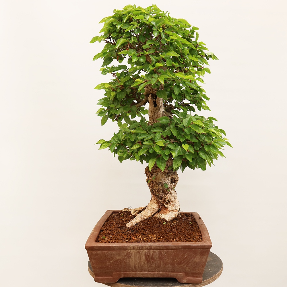 Vonkajší bonsai -Carpinus Coreana - Hrab kórejský