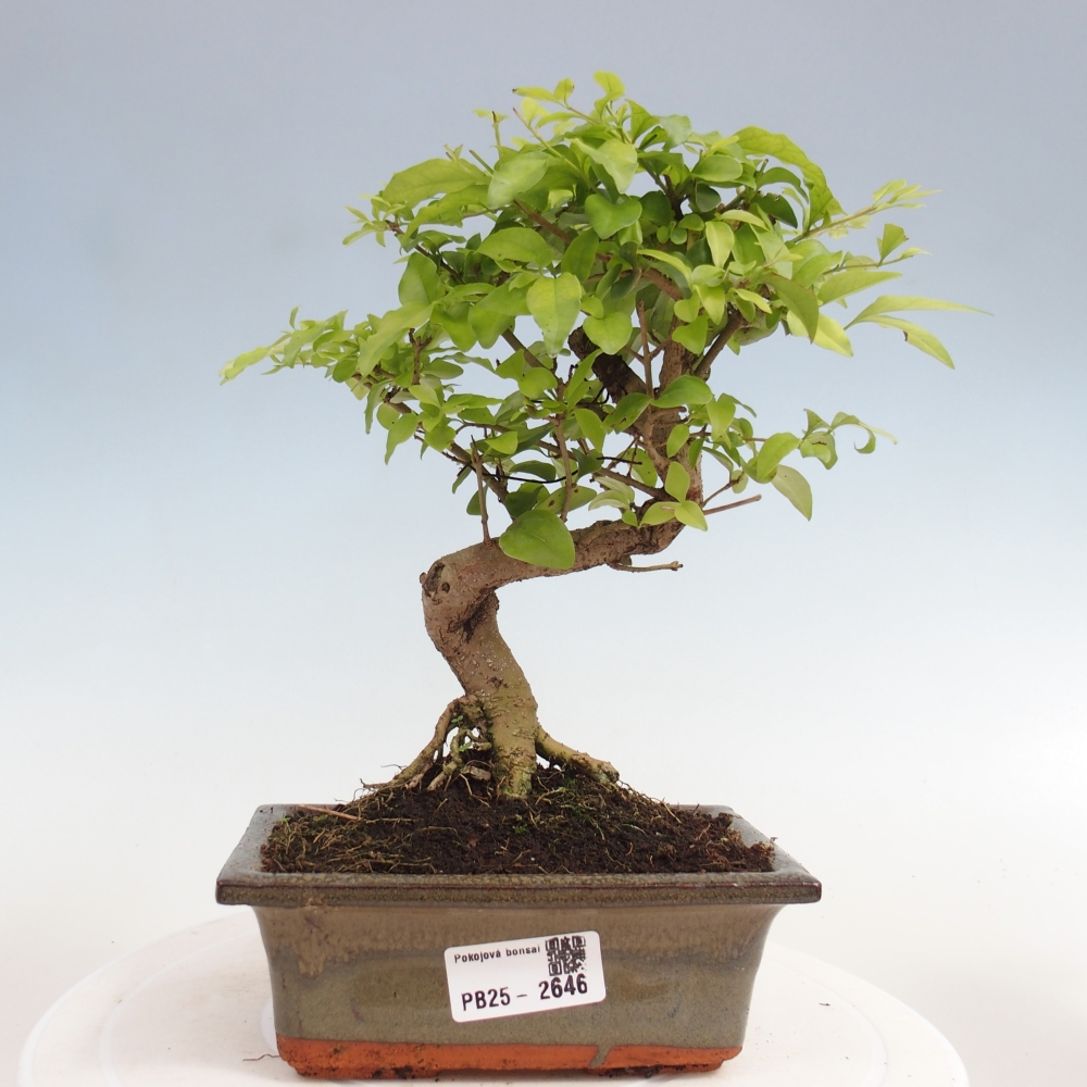 Izbová bonsai -Ligustrum chinensis - Vtáčí zob