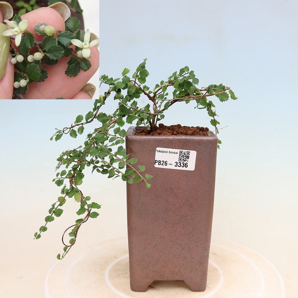 Izbový bonsaj - Grewia sp. - Grewia malafolia