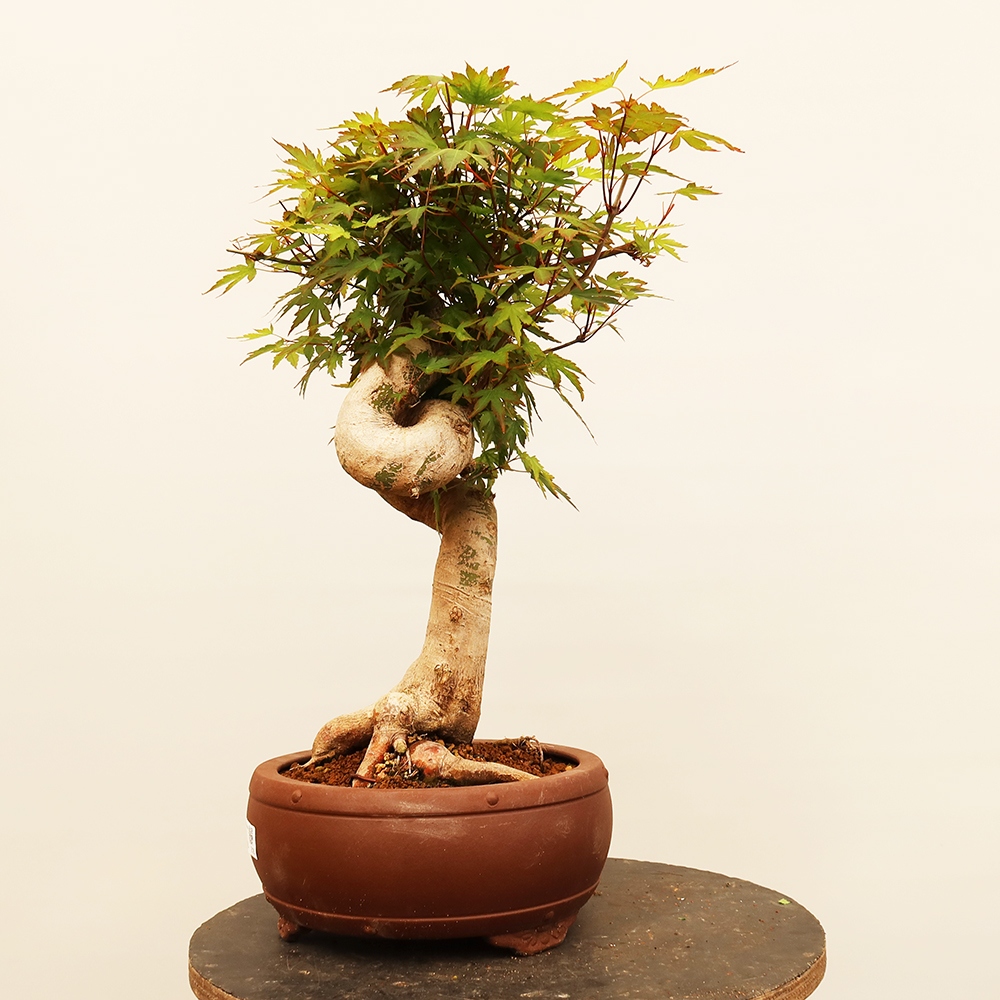 Vonkajšie bonsaje - Maple palmatum - Palmy