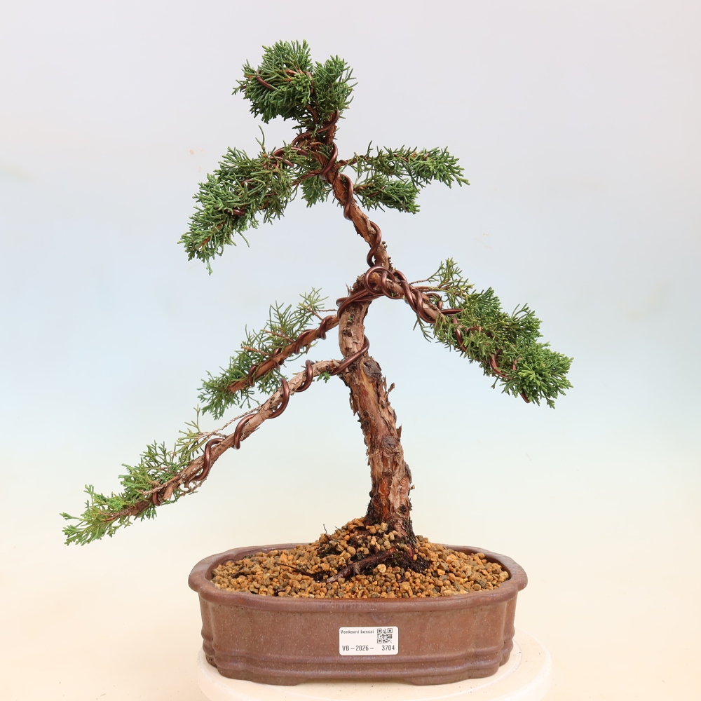 Vonkajší bonsaj - Juniperus chinensis Kishu