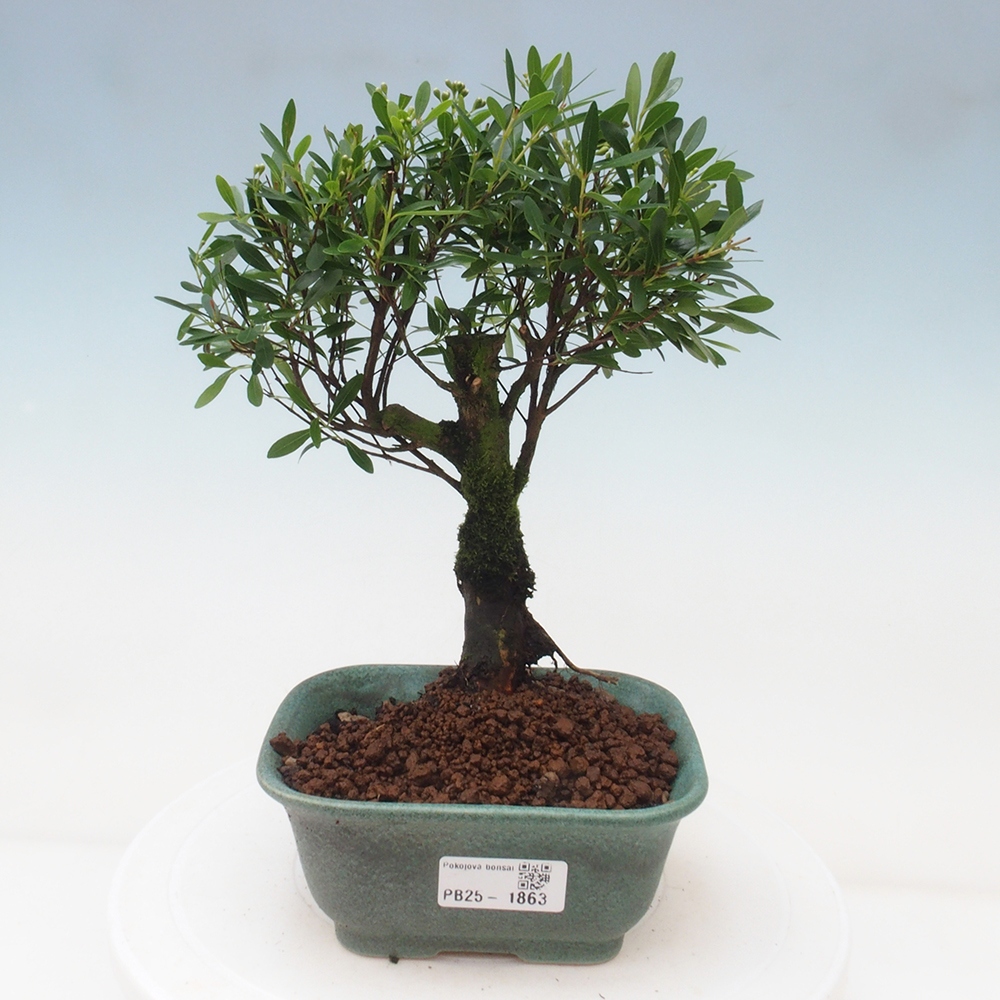 Izbová bonsai - Syzygium - pimentovníka