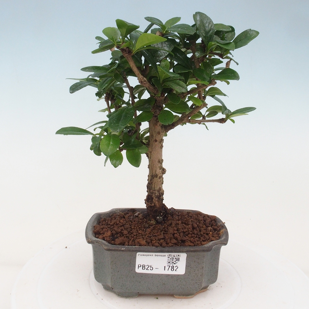 Izbová bonsai - Carmona macrophylla - Čaj fuki