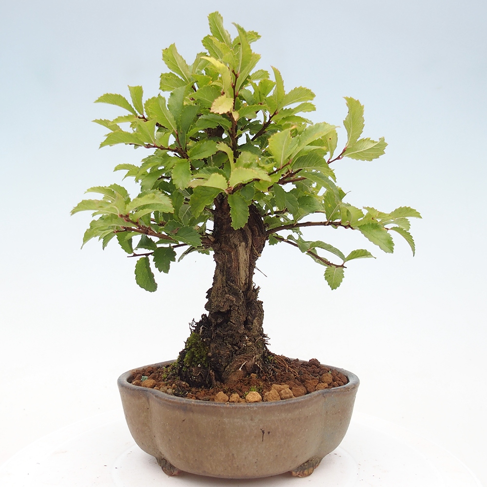 Vonkajšie bonsaje - Zelkova - Zelkova NIRE