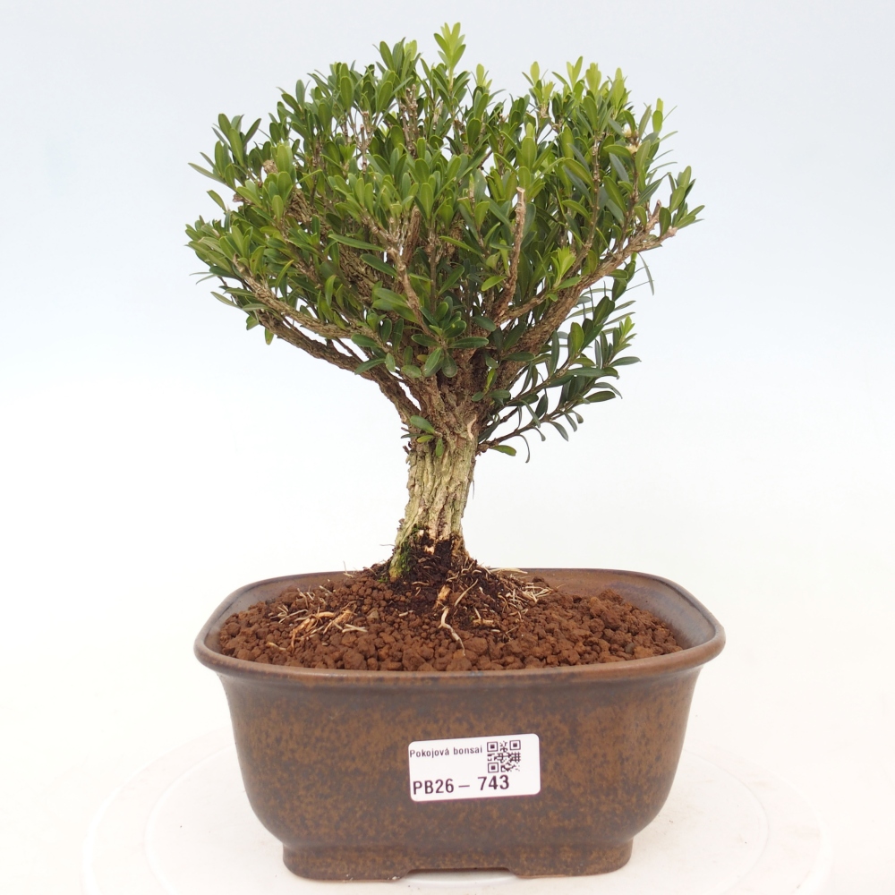 Izbové bonsaje - Buxus harlandii - korkový buxus