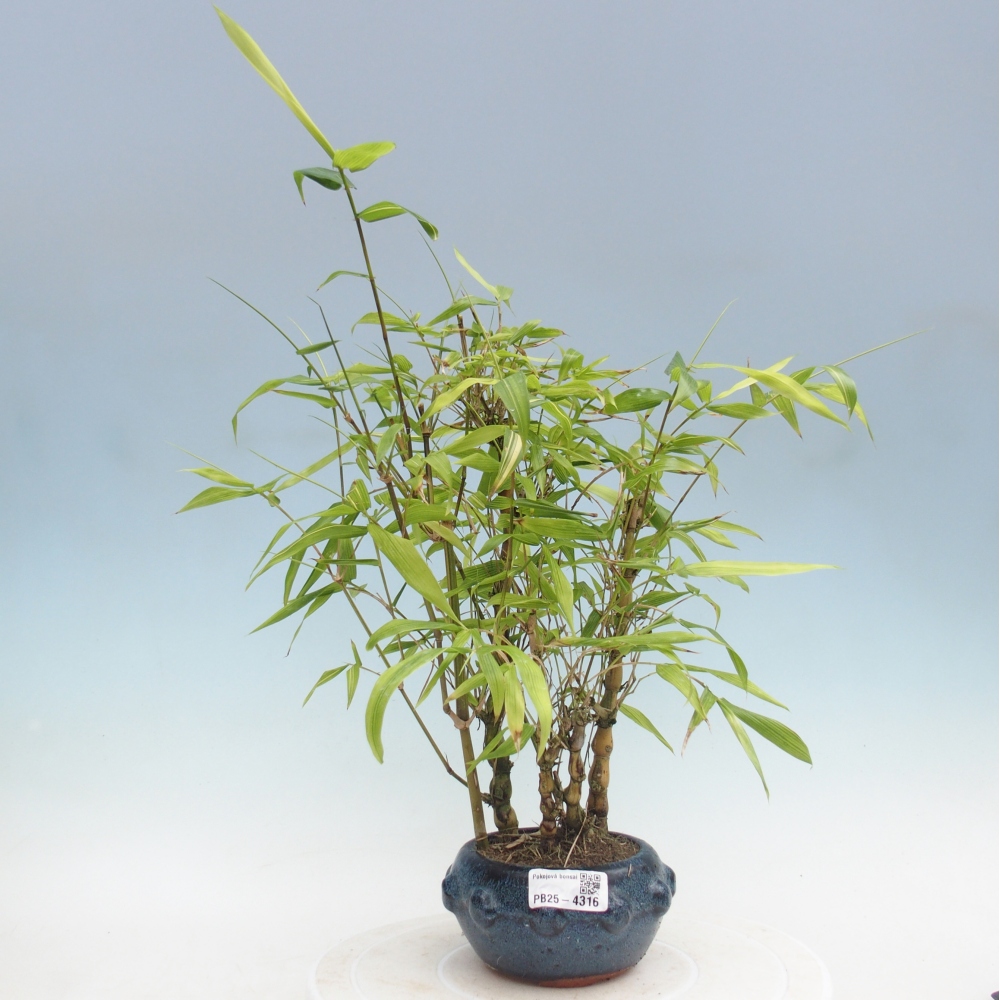Izbové bonsaje - Bambusové brucho - Bambusové brucho