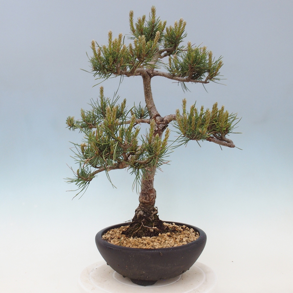 Vonkajšie bonsai - Pinus Sylvestris - Borovica lesná