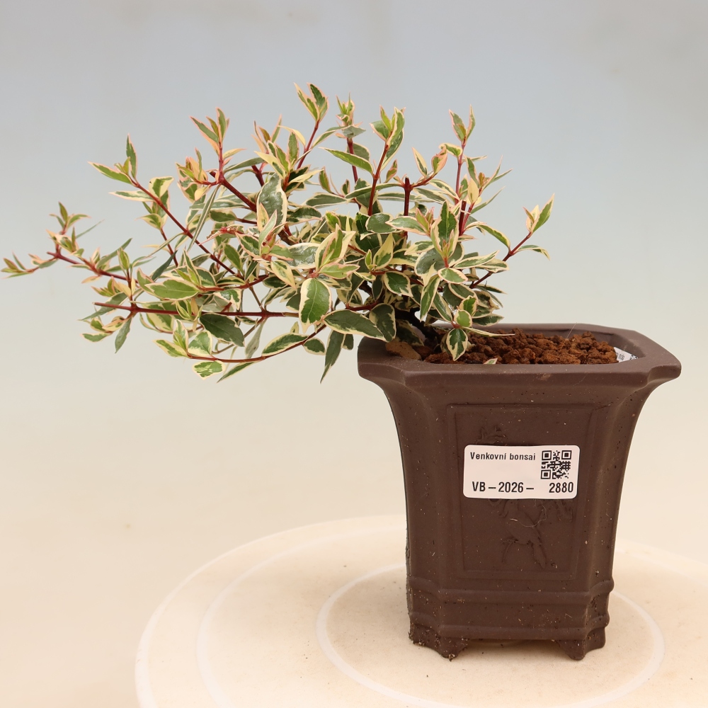 Vonkajší bonsai – Abelia gr. Confetti – Abélie veľkokvetá