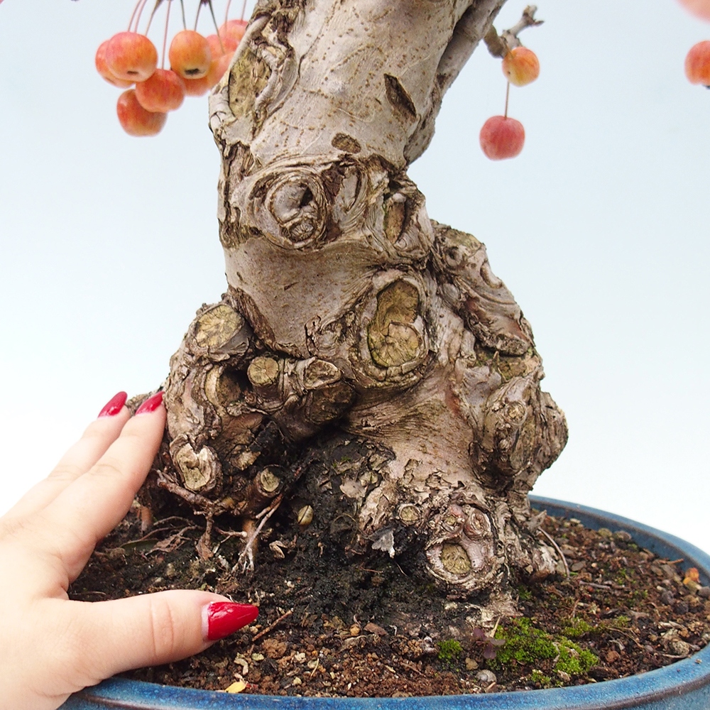 Vonkajší bonsai -Malus halliana - Maloplodá jabloň