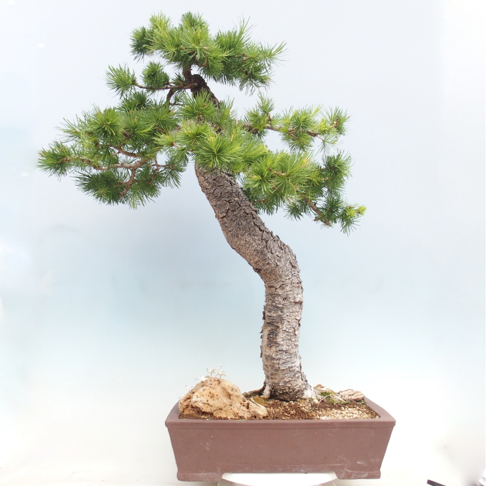Vonkajšie bonsaje -Larix decidua - Smrekovec