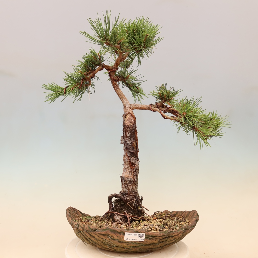 Vonkajšie bonsaje – Pinus Sylvestris Watererri – borovica lesná