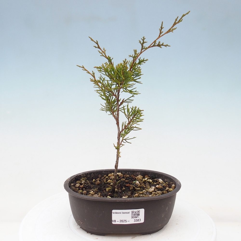 Vonkajší bonsai - Juniperus chinensis Itoigawa -Jalovec čínsky