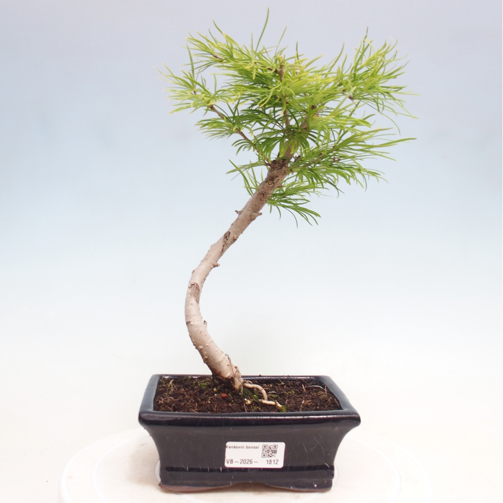 Vonkajšie bonsaje - Pseudolarix amabis-Pseudolarix amabis
