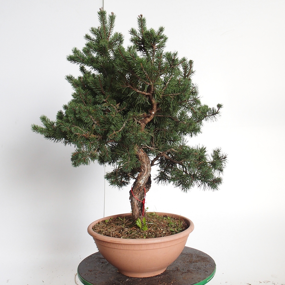 Yamadori - Pinus sylvestris Španielsko