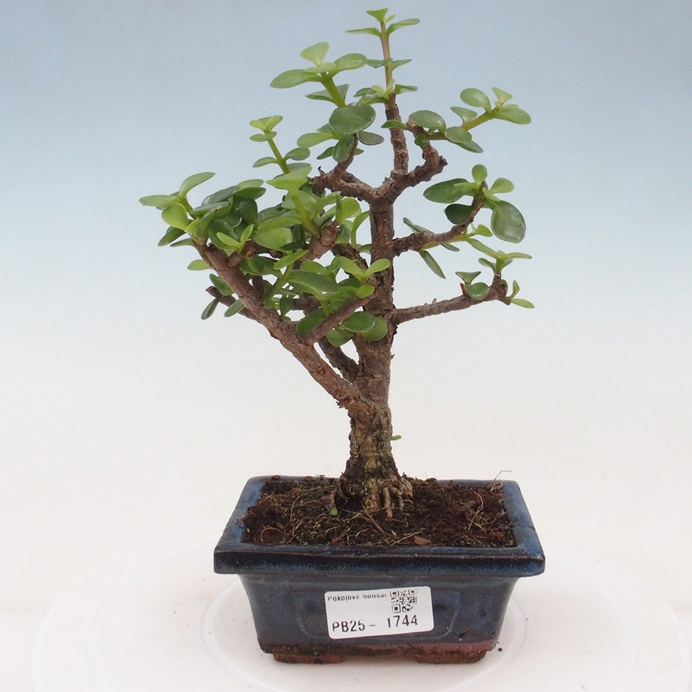Izbová bonsai - Portulakaria Afra - Tlustice