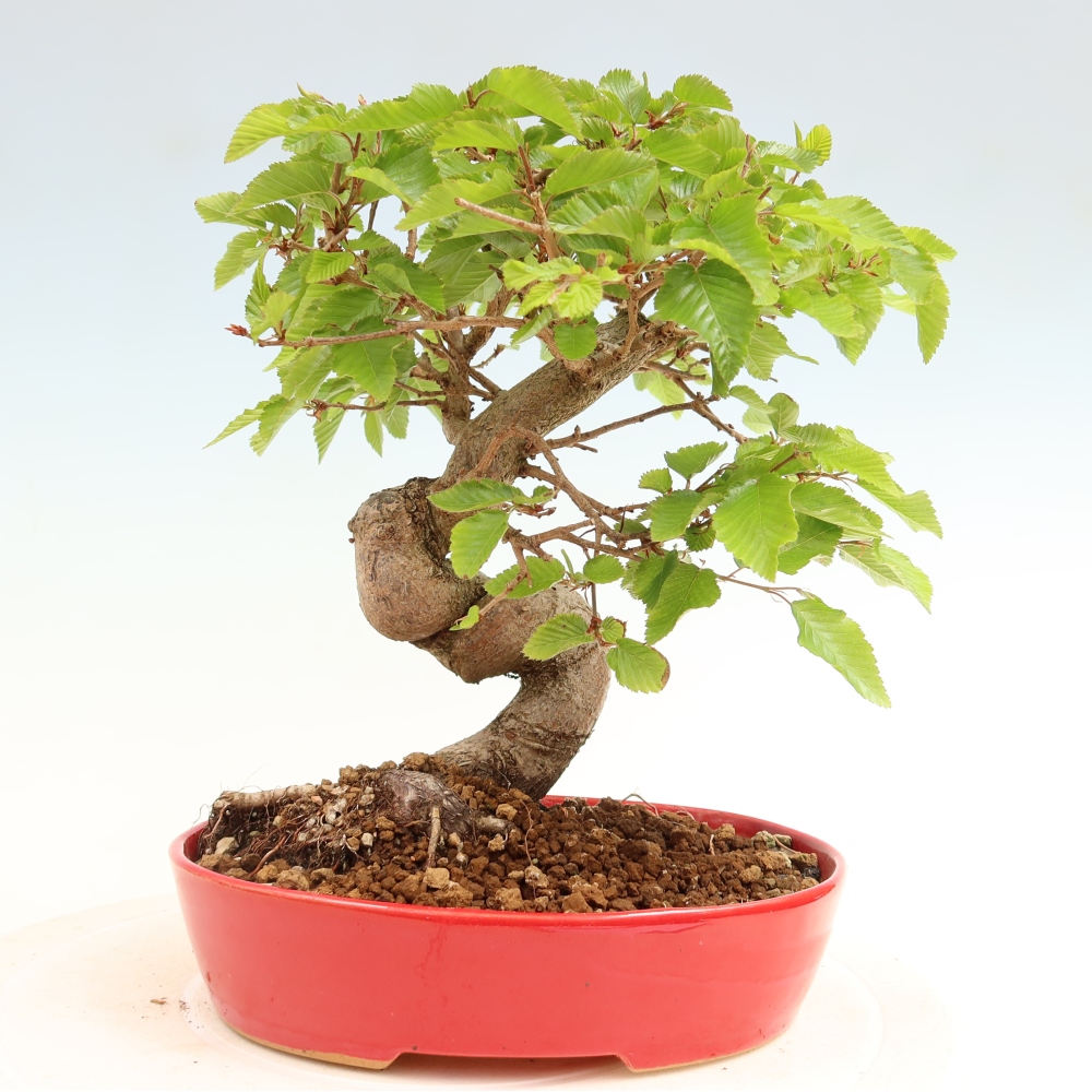 Vonkajší bonsaj -Carpinus coreana - Hrab kórejský