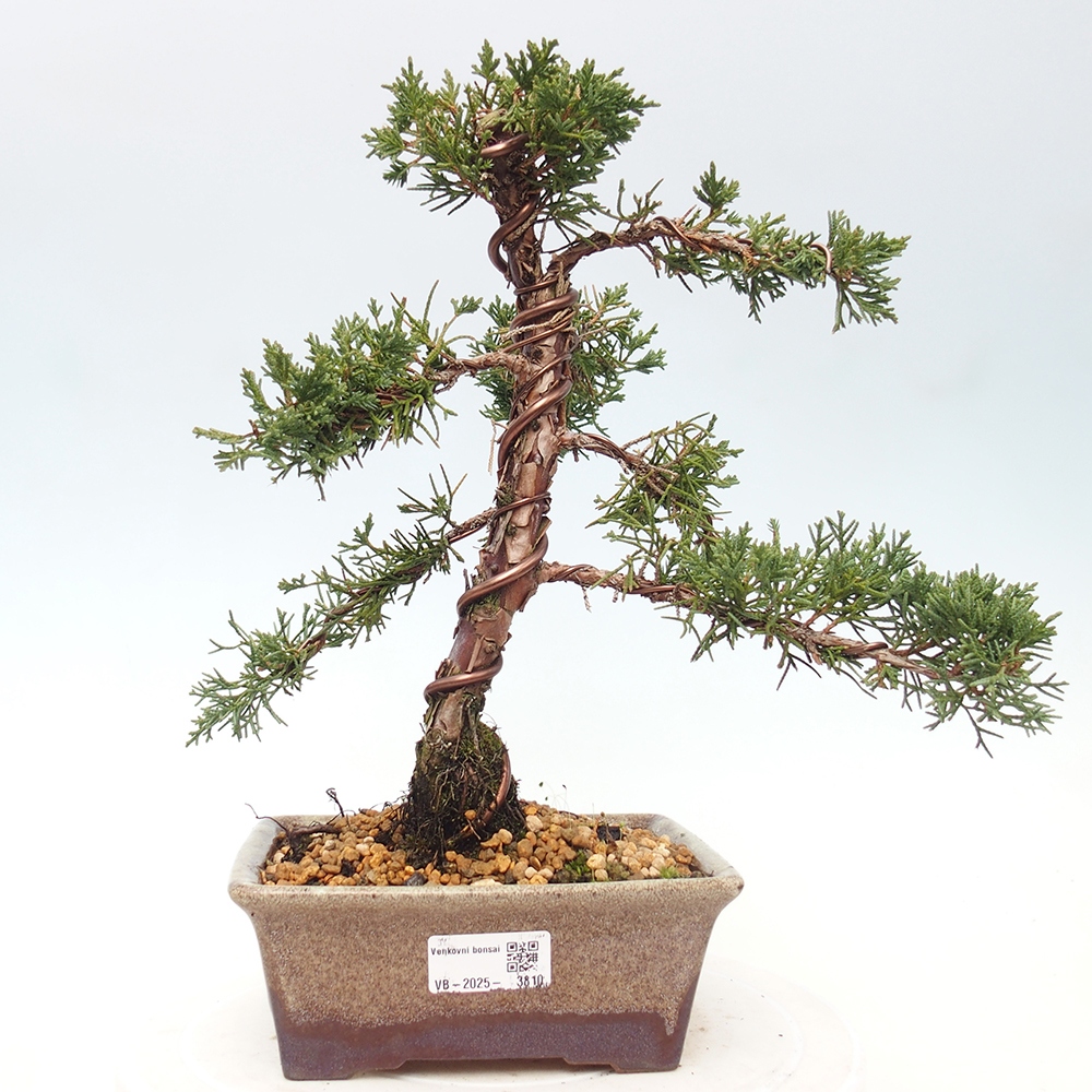 Vonkajší bonsaj - Juniperus chinensis Kishu