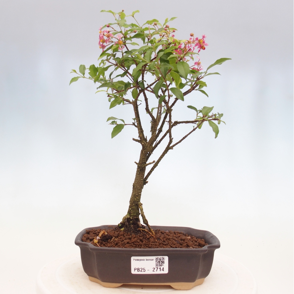 Izbová bonsai - Malpighia coccigera- Barbdorská čerešňa