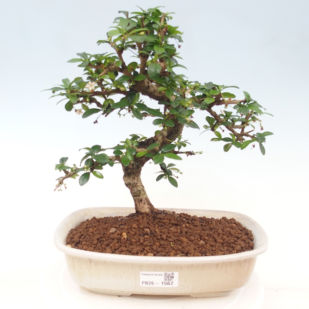 Izbové bonsaje - Carmona macrophylla - Tea fuki