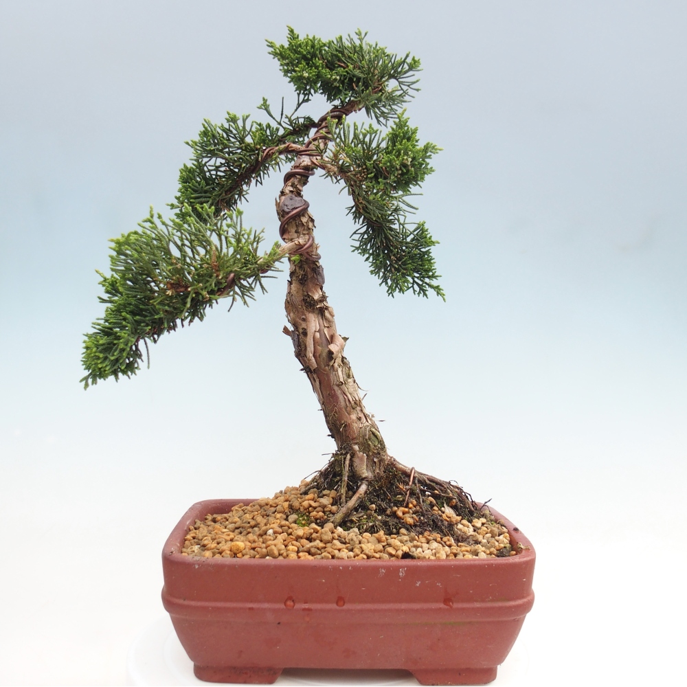 Vonkajší bonsaj - Juniperus chinensis Kishu