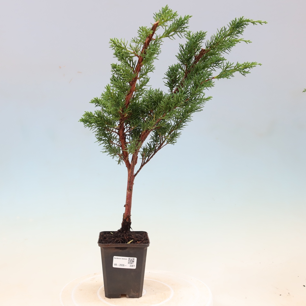 Vonkajší bonsaj - Juniperus chinensis Kishu