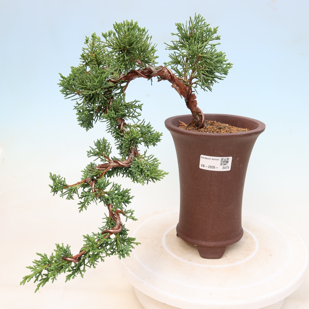 Vonkajší bonsaj - Juniperus chinensis Kishu