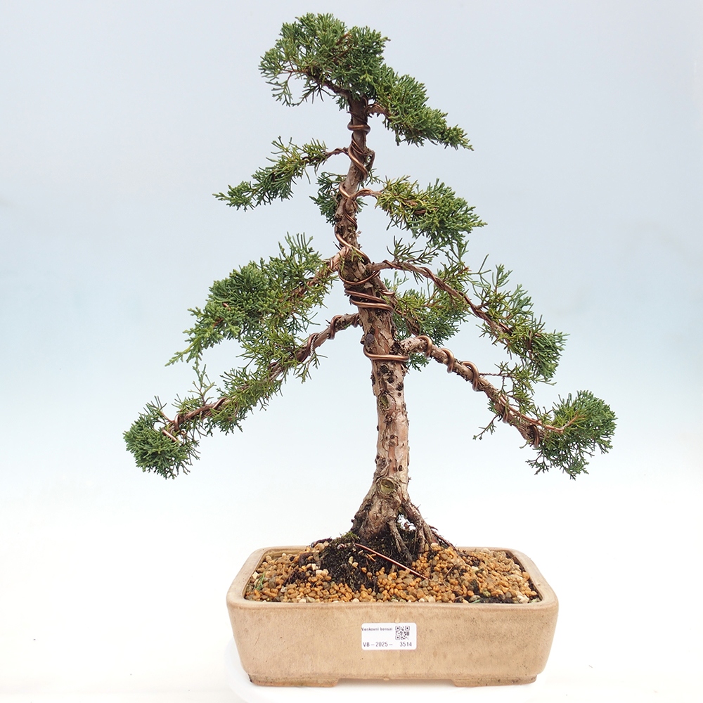 Vonkajšie bonsai - Juniperus chinensis Kishu -Jalovec čínsky