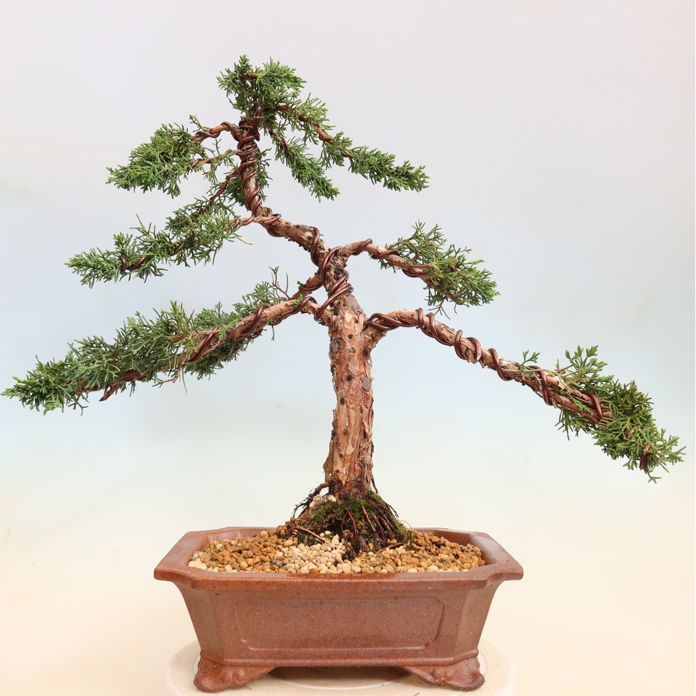 Vonkajší bonsaj - Juniperus chinensis Kishu