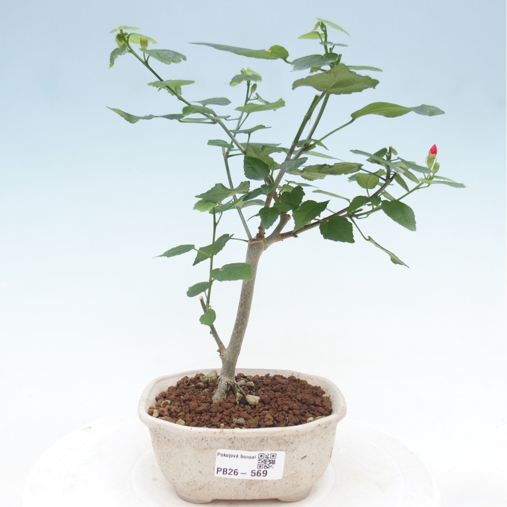 Izbový bonsaj - Malvaviscus arboreus