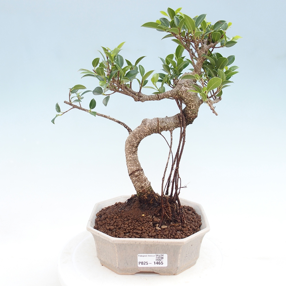 Izbová bonsai - Ficus retusa - malolistá fikus