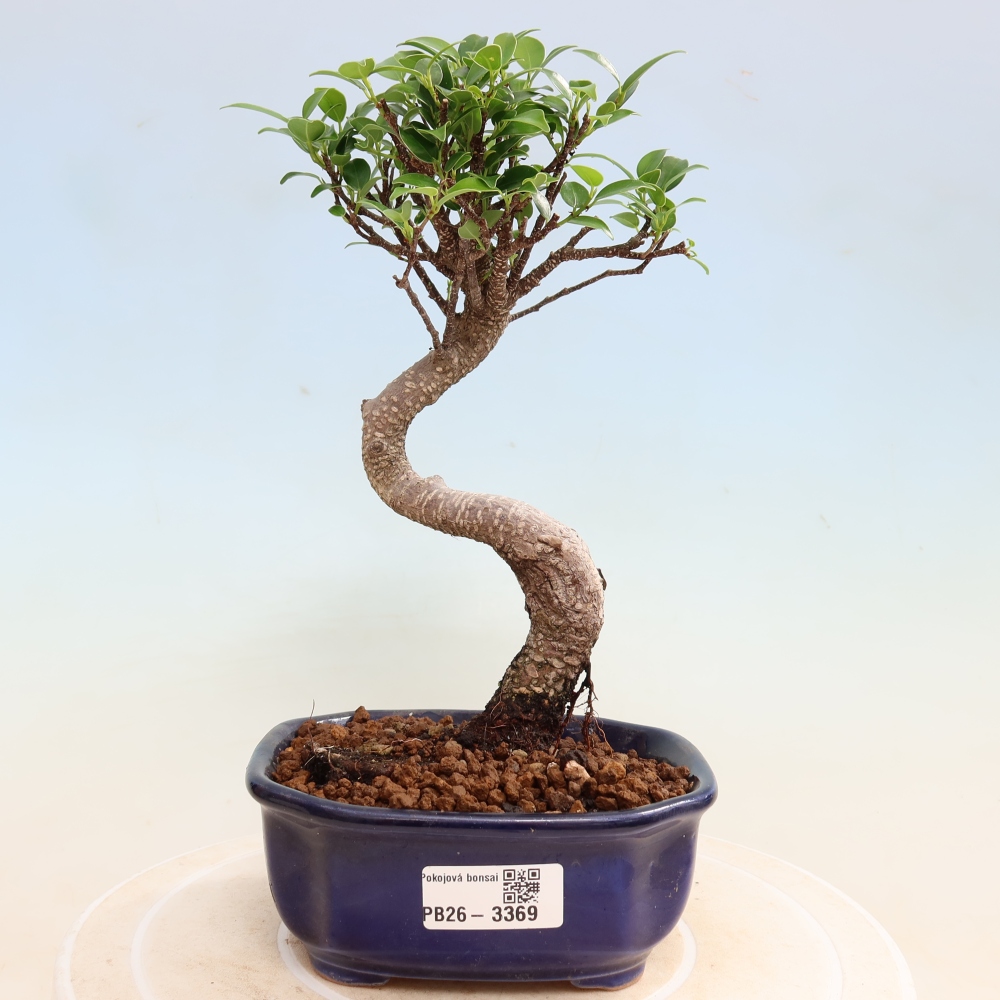 Izbové bonsaje - Ficus kimmen - drobnolistý fikus
