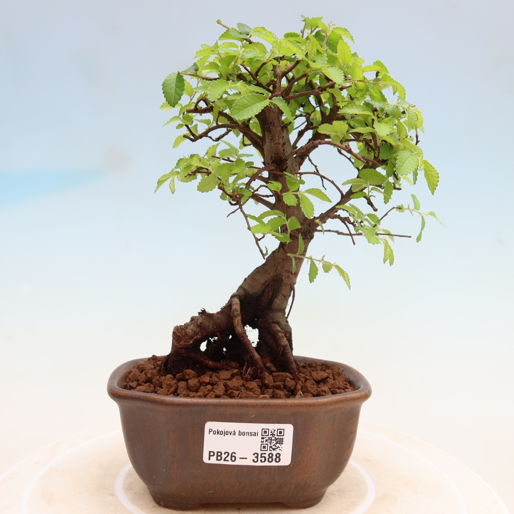Izbový bonsaj - Ulmus parvifolia - brest malolistý