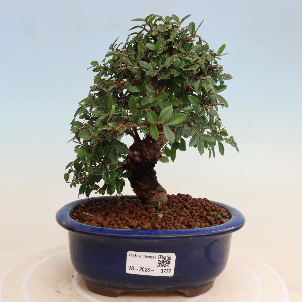 Vonkajšie bonsaje - Zelkova - Zelkova NIRE